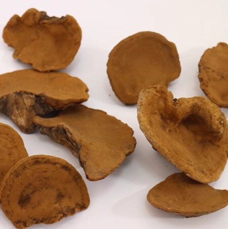 100% Pure Powder Of Phellinus Linteus 250g Chinese Song-Gen Meshimakobu Mushroom Sang Huang Mesima Phellinus Igniarius Powder-Pure Chinese Herb™