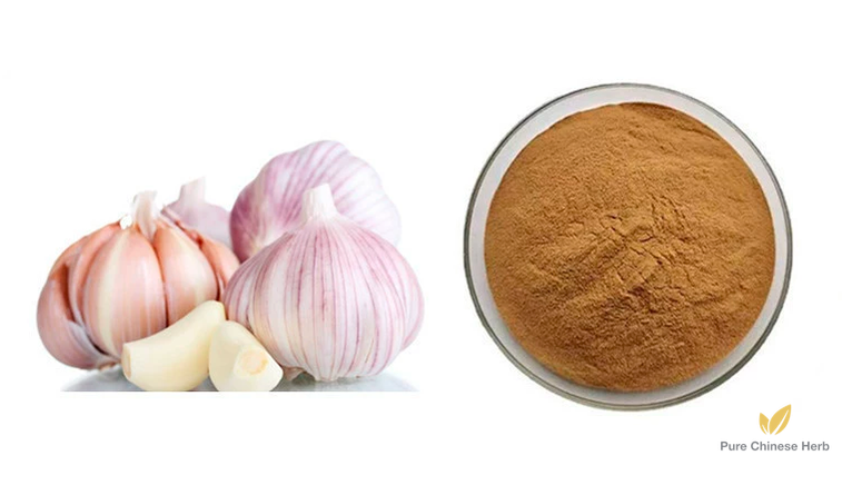 Allium Sativum Extract 20:1 | Garlic Extract | Da Suan-Pure Chinese Herb™