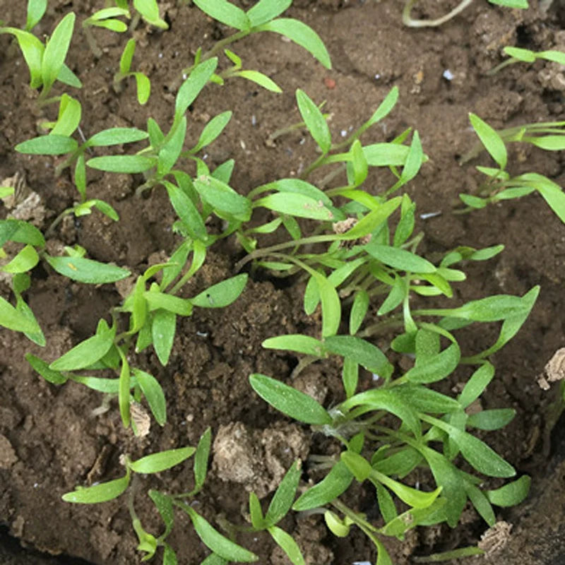 Angelica Dahurica Seeds | Dahurian Angelica | Bai Zhi | 200pcs/bag-Pure Chinese Herb™