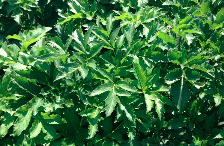 Angelica Dahurica Seeds | Dahurian Angelica | Bai Zhi | 200pcs/bag-Pure Chinese Herb™