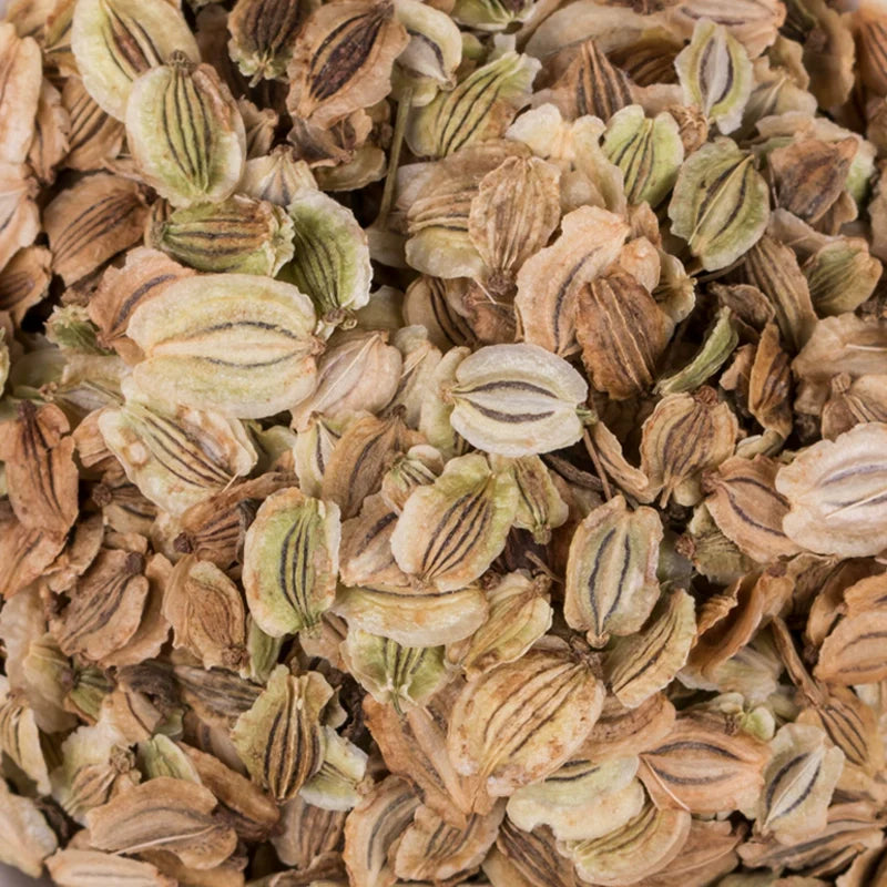 Angelica Dahurica Seeds | Dahurian Angelica | Bai Zhi | 200pcs/bag-Pure Chinese Herb™