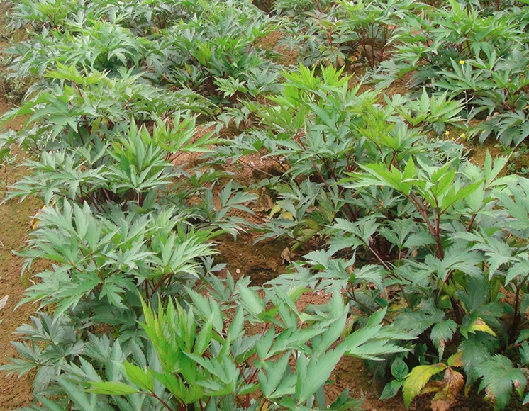 Angelica Sinensis Seeds | Dong Quai | Female Ginseng | Dang Gui | 100pcs/bag-Pure Chinese Herb™