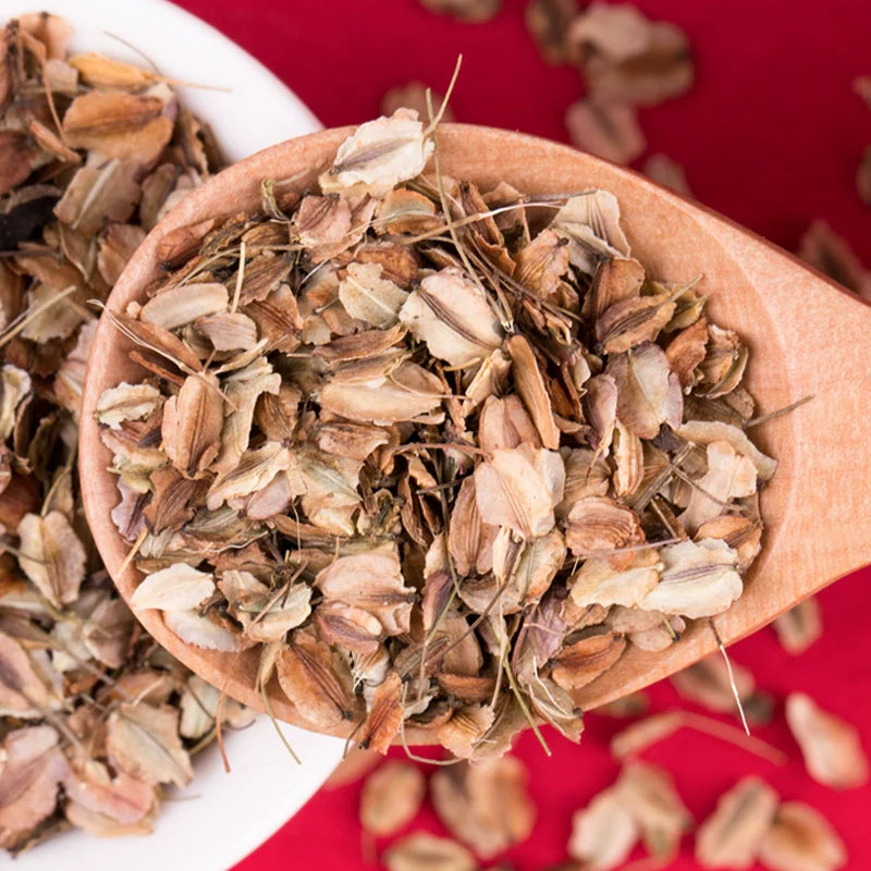 Angelica Sinensis Seeds | Dong Quai | Female Ginseng | Dang Gui | 100pcs/bag-Pure Chinese Herb™