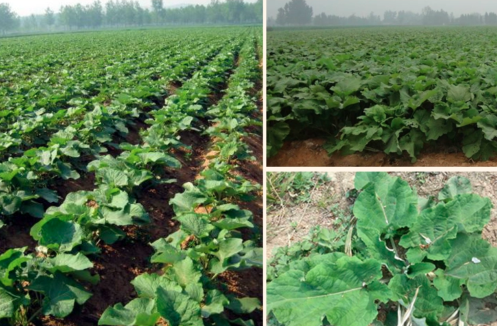 Arctium Lappa Seeds | Greater Burdock | Beggar's Buttons | Niu Bang | 200pcs/bag-Pure Chinese Herb™