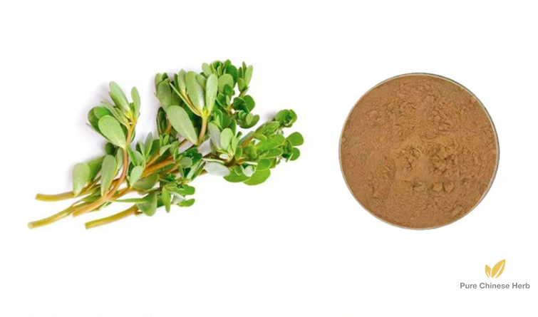 Bacopa monnieri Extract 20:1 | Water Hyssop Extract | Shui Bo He-Pure Chinese Herb™