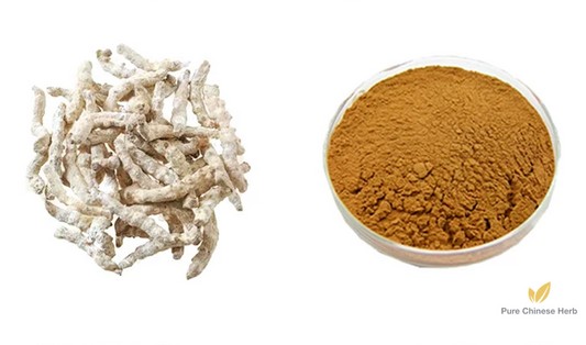 Bombyx Batryticatus Extract 20:1 | Stiff Silkworm Extract | Jiang Can-Pure Chinese Herb™