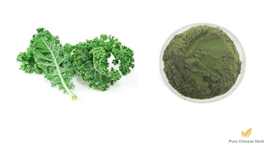 Brassica Oleracea Extract 20:1 | Wild Cabbage | Ye Sheng Gan Lan-Pure Chinese Herb™