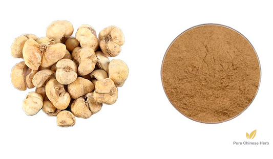 Bulbus Fritillariae Thunbergii Extract 20:1 | Fritillaria Thunbergii | Zhe Bei Mu-Pure Chinese Herb™