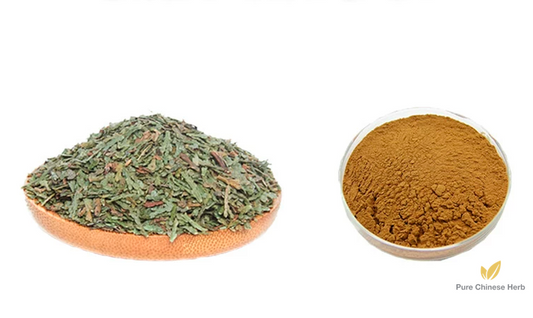 Cacumen Platycladi Extract 20:1 | Chinese Arborvitae Twig | Ce Bo Ye-Pure Chinese Herb™