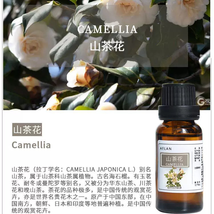 Camellia Japonica Essential Oil | Camellia Essential Oil | Shan Cha Hua Jing You-Pure Chinese Herb™