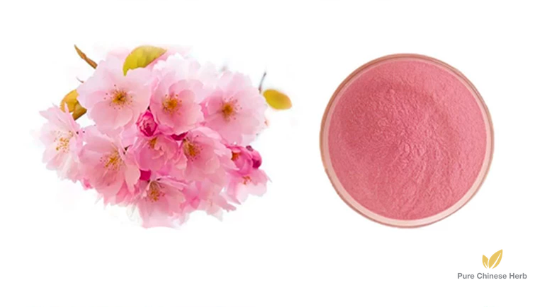 Cherry Blossom Extract 20:1 | Prunus Subg. | Ying Hua-Pure Chinese Herb™