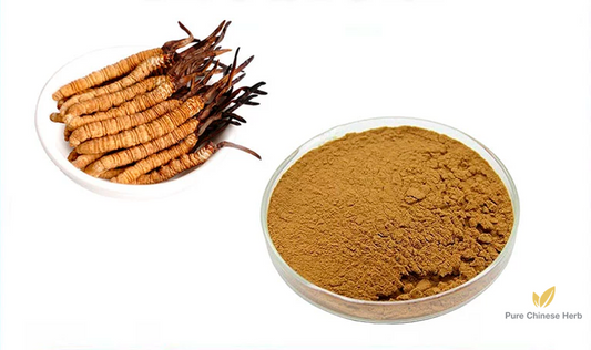 Cordyceps Polysaccharides 30% | Ophiocordyceps Sinensis Extract | Chong Cao-Pure Chinese Herb™