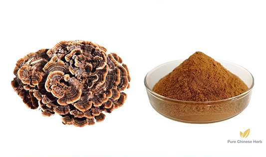 Coriolus Versicolor Polysaccharide 40% | Concentrated Coriolus Extract | Yun Zhi-Pure Chinese Herb™