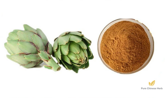 Cynara Scolymus Extract 20:1 | Artichoke Extract | Yang Ji-Pure Chinese Herb™