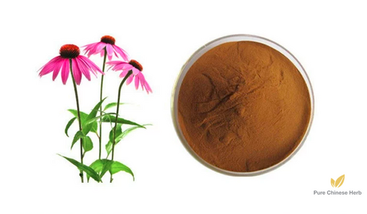 Echinacea Purpurea Extract | 4% Plant Polyphenols | Zi Zhui Ju-Pure Chinese Herb™