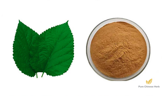 Folium Mori Extract 20:1 | Mulberry Leaf Extract | Sang Ye-Pure Chinese Herb™