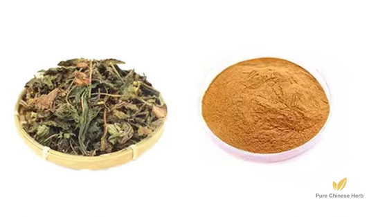 Folium Perillae Extract 20:1 | Perilla Leaf Extract | Zi Su Ye-Pure Chinese Herb™