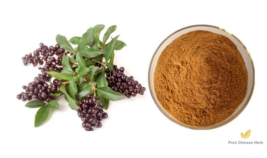 Fructus Ligustri Lucidi Extract 20:1 | Glossy Privet Fruit Extract | Nv Zhen Zi-Pure Chinese Herb™