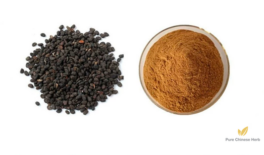 Fructus Psoraleae Extract 20:1 | Malaytea Scurfpea Fruit Extract | Bu Gu Zhi-Pure Chinese Herb™
