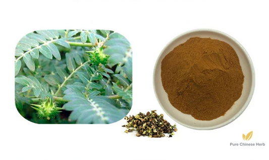 Fructus Tribuli Extract 10:1 | Puncturevine Caltrop Fruit | Ji Li-Pure Chinese Herb™