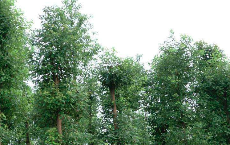Gleditsia Sinensis Seeds | Chinese Honey Locust | Zao Jia Shu | 100pcs/bag-Pure Chinese Herb™