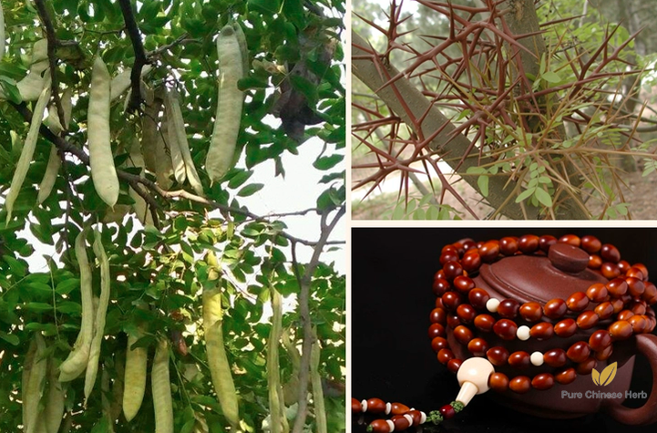 Gleditsia Sinensis Seeds | Chinese Honey Locust | Zao Jia Shu | 100pcs/bag-Pure Chinese Herb™