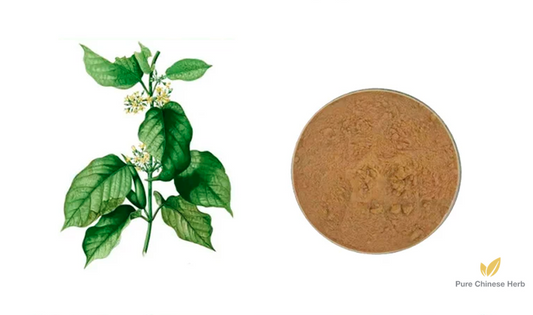Gymnema Sylvestre Extract 25% | Yin Du Dun Ye Long Dan-Pure Chinese Herb™