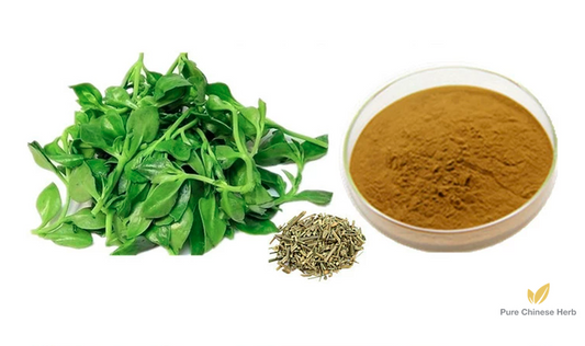 Herba Andrographis Extract 20:1 | Common Andrographis Herb | Chuan Xin Lian-Pure Chinese Herb™