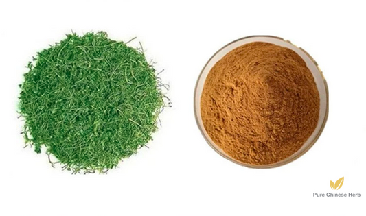 Herba Gynostemmatis Extract 20:1 | Fiveleaf Gynostemma Herb | Jiao Gu Lan-Pure Chinese Herb™