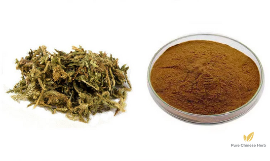 Herba Lycopodii Extract 20:1 | Common Clubmoss Herb | Shen Jin Cao-Pure Chinese Herb™