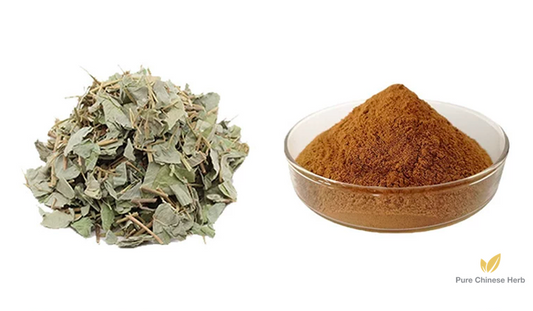 Herba Lysimachiae Extract 20:1 | Longhairy Antenoron Herb Extract | Jin Qian Cao-Pure Chinese Herb™