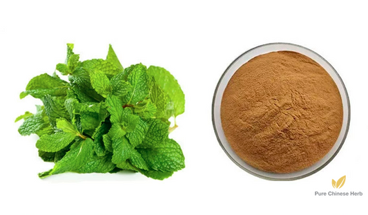 Herba Menthae Extract 20:1 | Peppermint | Bo He-Pure Chinese Herb™