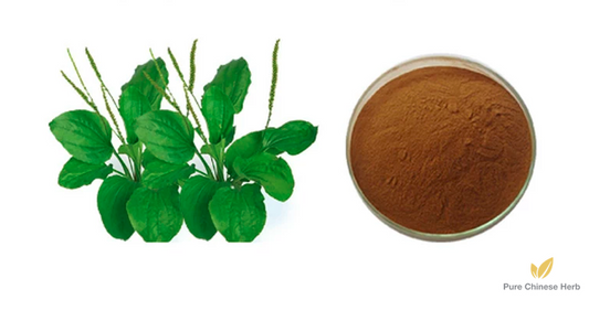 Herba Plantaginis Extract 20:1 | Plantain Herb Extract | Che Qian Cao-Pure Chinese Herb™