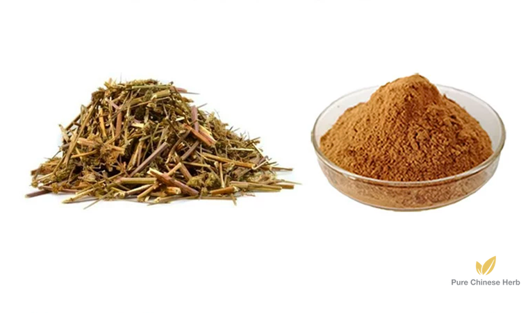 Herba Schizonepetae Extract 20:1 | Fineleaf Schizonepeta Herb | Jing Jie-Pure Chinese Herb™