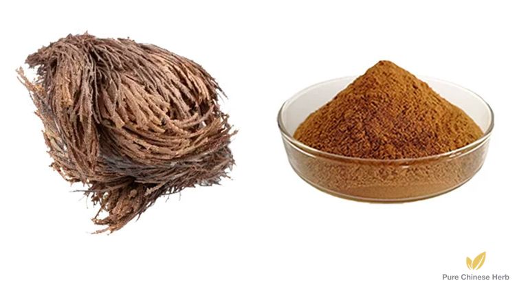 Herba Selaginellae Extract 20:1 | Tamariskoid Spikemoss Herb | Juan Bai-Pure Chinese Herb™