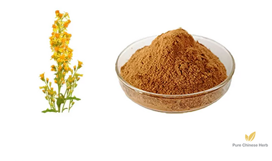 Herba Solidaginis Extract 20:1 | Common Goldenrod Herb | Yi Zhi Huang Hua-Pure Chinese Herb™