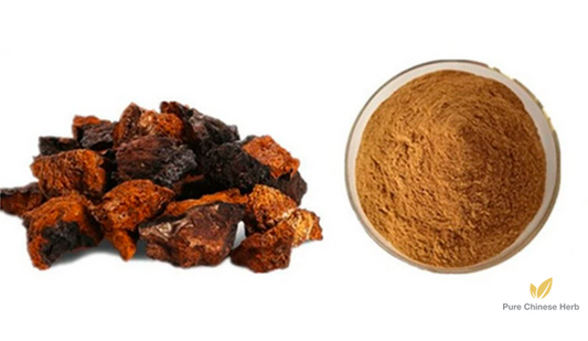 Inonotus Obliquus Extract | Chaga Mushroom Extract | Hua He Kong Jun-Pure Chinese Herb™