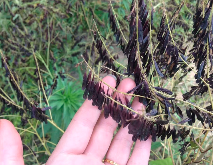 Isatis Tinctoria Seeds | Dyer’s Woad | Ban Lan Gen | 100pcs/bag-Pure Chinese Herb™