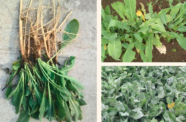 Isatis Tinctoria Seeds | Dyer’s Woad | Ban Lan Gen | 100pcs/bag-Pure Chinese Herb™