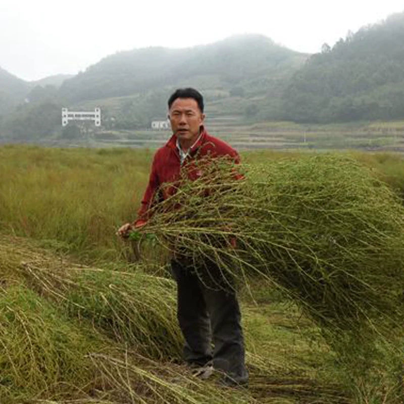Kochia scoparia Seeds | Mock-Cypress | Burningbush | Di Fu Zi | 500pcs/bag-Pure Chinese Herb™