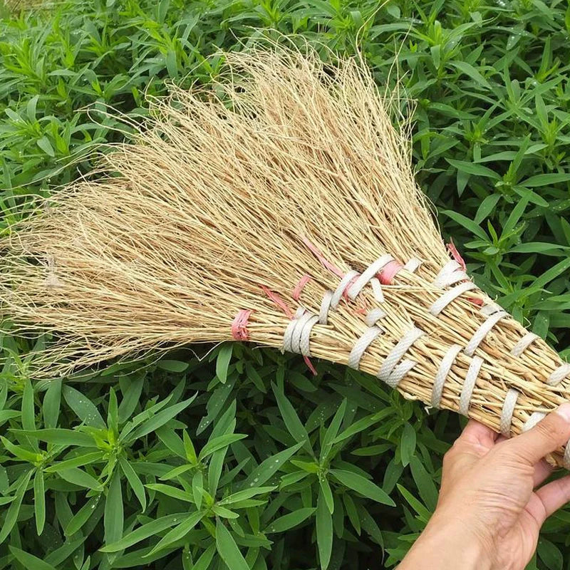Kochia scoparia Seeds | Mock-Cypress | Burningbush | Di Fu Zi | 500pcs/bag-Pure Chinese Herb™