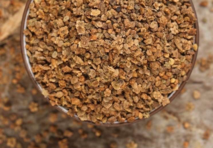 Kochia scoparia Seeds | Mock-Cypress | Burningbush | Di Fu Zi | 500pcs/bag-Pure Chinese Herb™