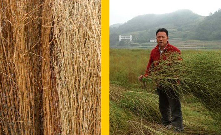 Kochia scoparia Seeds | Mock-Cypress | Burningbush | Di Fu Zi | 500pcs/bag-Pure Chinese Herb™