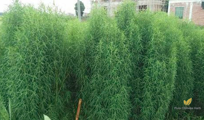 Kochia scoparia Seeds | Mock-Cypress | Burningbush | Di Fu Zi | 500pcs/bag-Pure Chinese Herb™