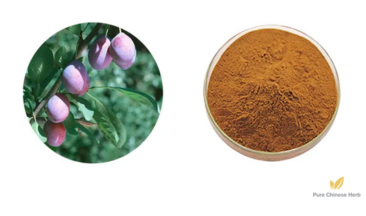 Kola Nut Extract 20:1 | Cola Acuminata | Ke Le Gou-Pure Chinese Herb™