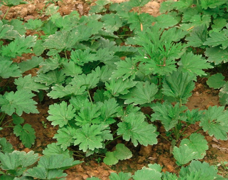 Leonurus Artemisia Seeds | Motherwort | Yi Mu Cao | 300pcs/bag-Pure Chinese Herb™