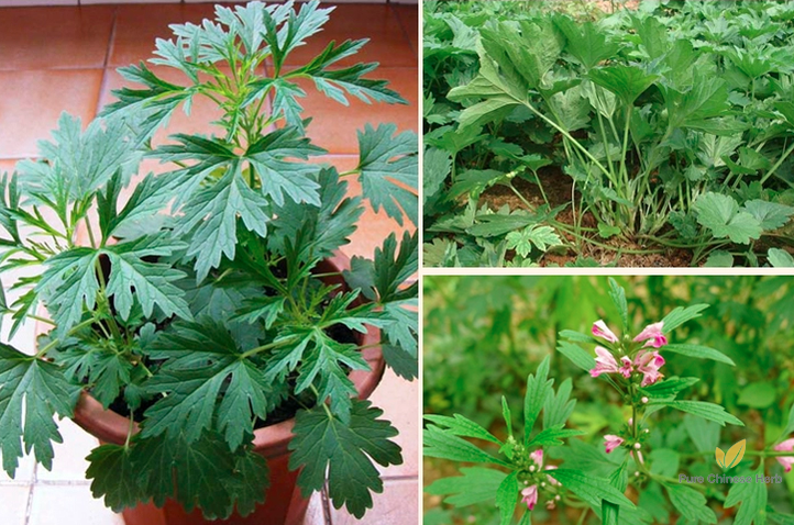 Leonurus Artemisia Seeds | Motherwort | Yi Mu Cao | 300pcs/bag-Pure Chinese Herb™