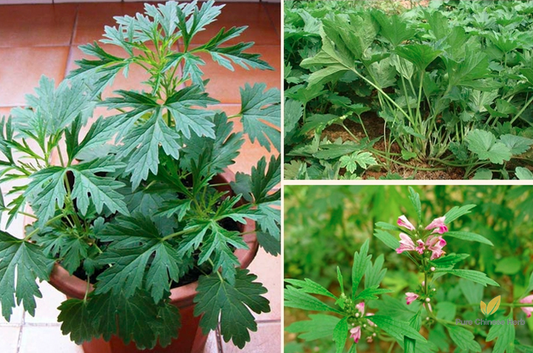 Leonurus Artemisia Seeds | Motherwort | Yi Mu Cao | 300pcs/bag-Pure Chinese Herb™