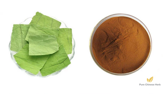 Lotus Leaf Extract 20:1 | Folium Nelumbinis | He Ye-Pure Chinese Herb™