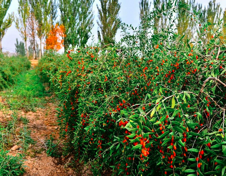 Lycium Barbarum Seeds | Goji Berry Wolfberry Seed | Gou Qi | 200pcs/bag-Pure Chinese Herb™